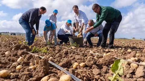Acto de comienzo de la recogida de patata temprana del Campo de Cartagena (Foto Felipe G. Pag&aacute;n/Ayuntamiento de Cartagena)