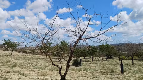 Cultivo de secano (Foto CARM)