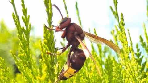 Reina de Vespa Orientalis (Foto IAS-CSIC de C&oacute;rdoba)