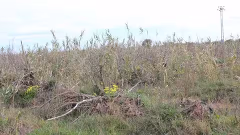 Parcela agraria afectada por la DANA (Foto La Uni&oacute;)