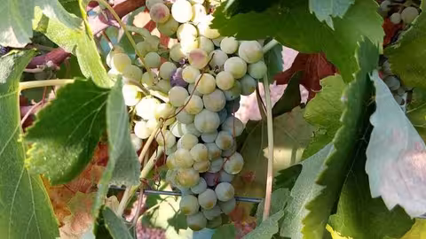 Plantaci&oacute;n de uva macabeo (Foto CLYGAL)