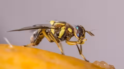 Mosca asi&aacute;tica de la fruta (Foto Alfonso Pe&ntilde;a GMR, Canarias)