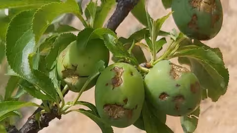Da&ntilde;os por pedrisco en fruta de hueso (Foto AVA Asaja)