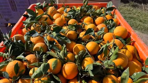 Naranjas reci&eacute;n recolectadas (Foto COAG Andaluc&iacute;a)