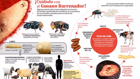 Infograf&iacute;a sobre el ataque del gusano barrenador (Autor Universidad Nacional Aut&oacute;noma de M&eacute;xico)