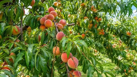 Melocotonero (Foto Cooperativas Agroalimentarias)