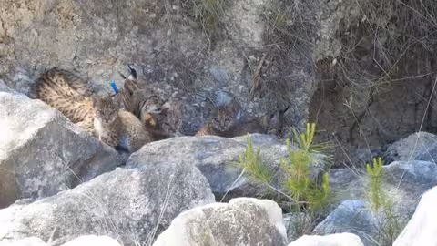 La hembra de lince ib&eacute;rico Urtsu con sus cuatro cachorros de apenas dos meses (Foto CARM)