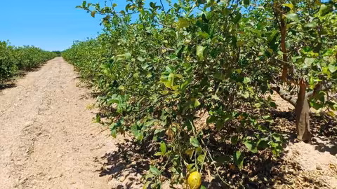 Campo de limoneros (Foto CARM)