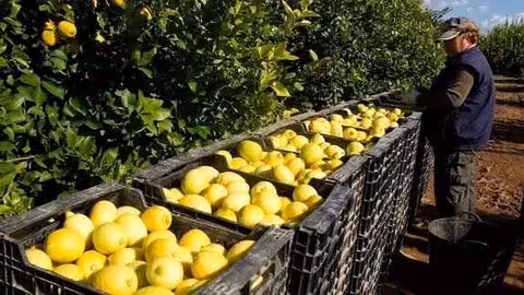 Limones en cajas tras su recolecci&oacute;n en el campo (Foto UPA Murcia)