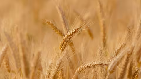 Cereal (Foto Uni&oacute;n de Campesinos de Castilla y Le&oacute;n UCCL)