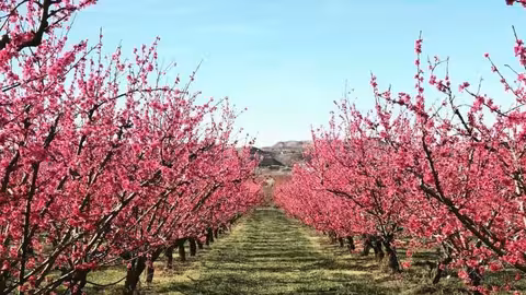 Melocotoneros en flor (Foto Interprunus)