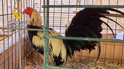 Gallo de pelea descrestado (Foto Guardia Civil)
