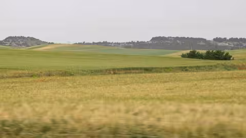 Cultivo de cereal (Foto UPA Castilla y Le&oacute;n)