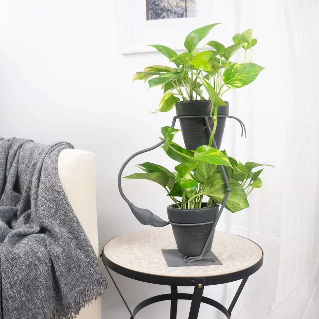 Descubre las mejores plantas de interior capaces de limpiar el aire y  fáciles de cuidar