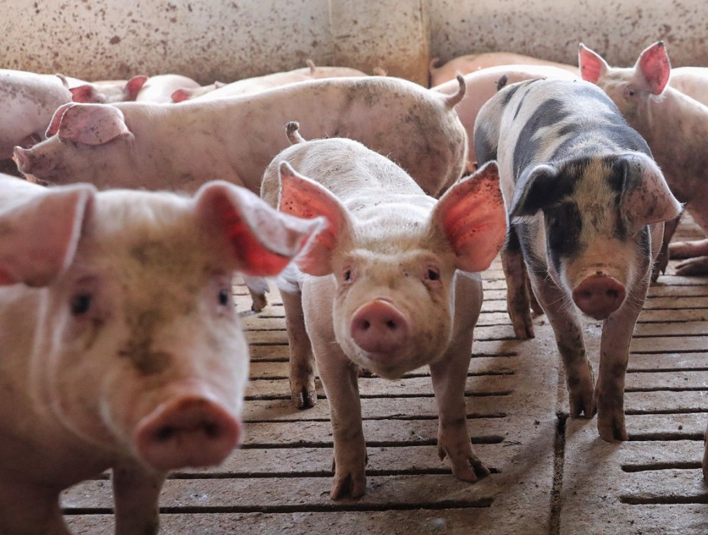 Un acuerdo con los porcinocultores permite aprobar la reordenación de las granjas en Lorca