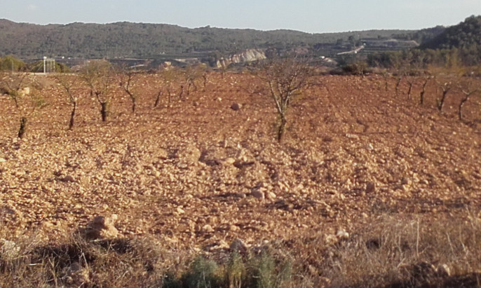 Sequía Almendros Barrancos del Gebas Murcia (Foto C. Guardia)