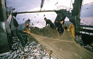 PescadoresfaenandoFotoJuntadeAndaluca 3