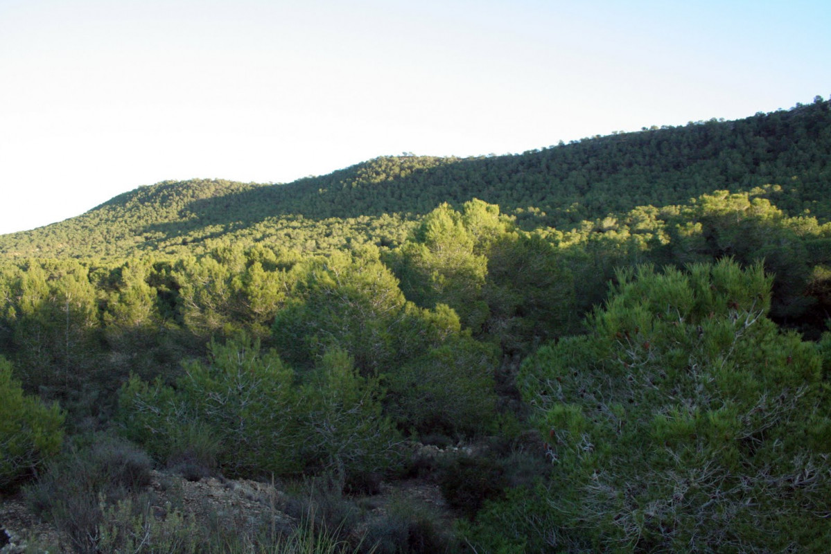 Sierra Escalona bosqueFotoGeneralitatvalenciana