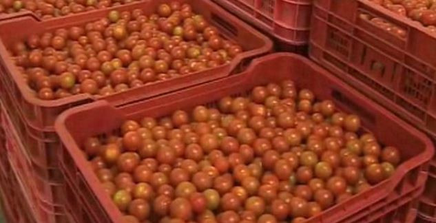 Tomates en cajas (Foto Magrama)