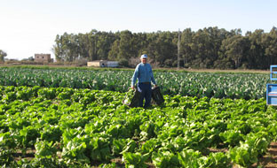 Agricultor (Foto Junta de Andalucía)