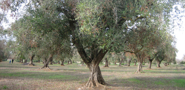 Olivo afectado por Xylella Fastidiosa (Foto Junta de Andalucía)