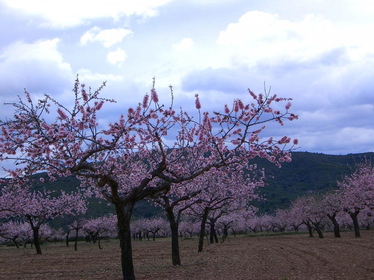 Almendros en flor campo (Foto Generalitat valenciana)