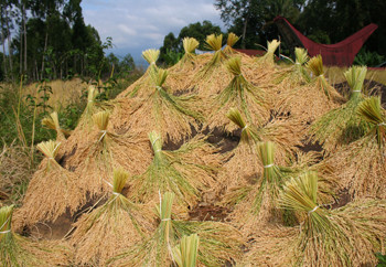 Manojos de arrozal secandose Sulawesi Indonesia (Foto Intef)