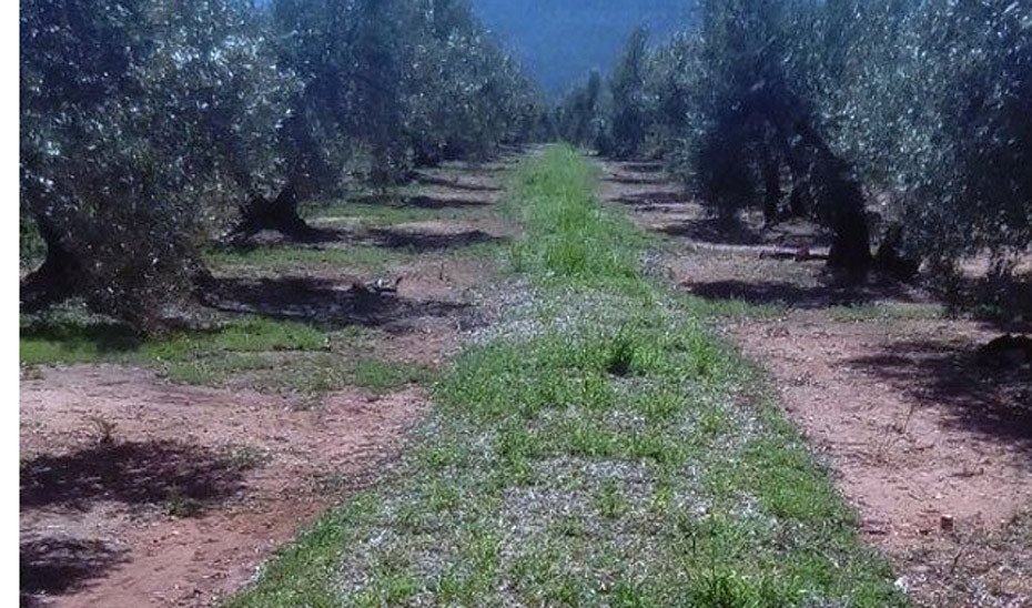 Agricultura ecolu00f3gica Cubierta vegetal en olivar (Foto Junta de Andalucu00eda)