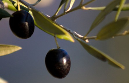 Aceitunas negras en el olivo
