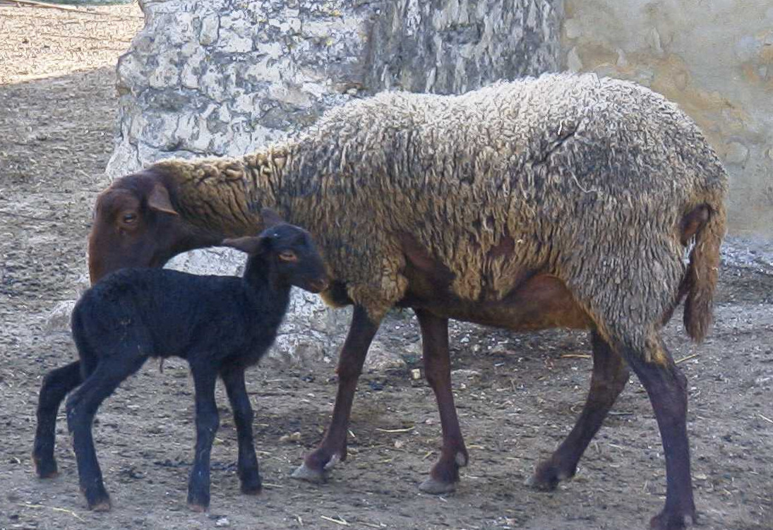 Ganaderia3 oveja (Foto Generalitat valenciana)