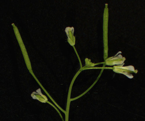 Ejemplar de planta Arabidopsis (Foto Instituto de Agrobiotecnologu00eda)
