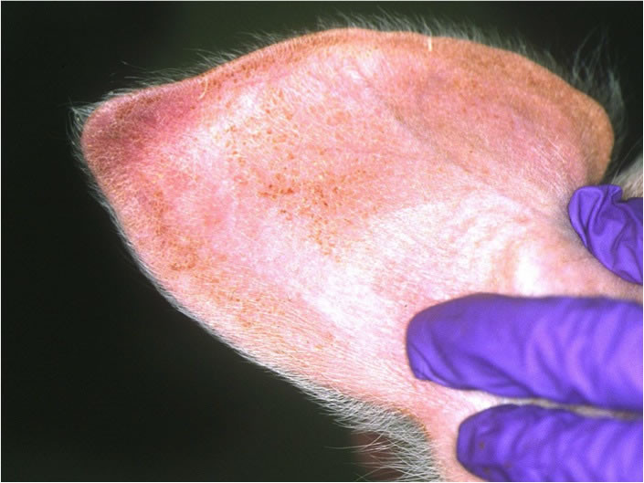 Peste Porcina enrojecimientodepavellonauricular (Foto Mapama)