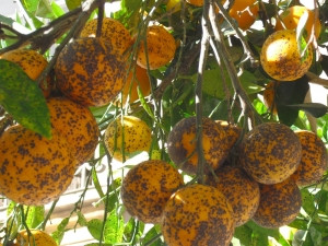 Mancha negra Naranjas (Foto AVA Asaja)