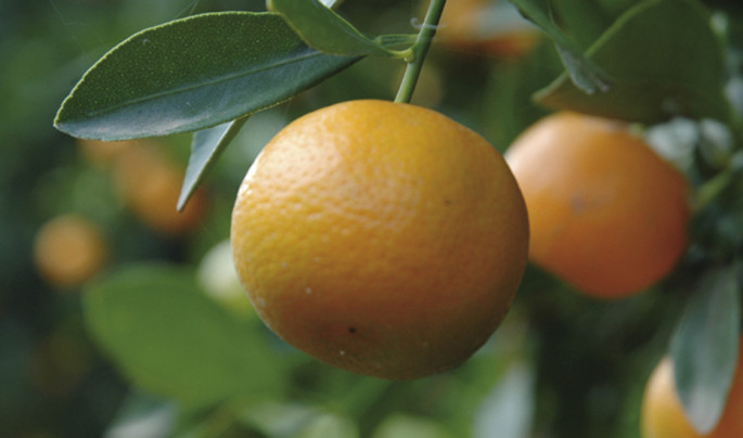Naranja dulce (Foto Junta de Andalucía)