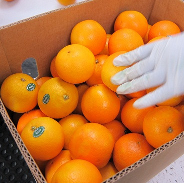 Naranjas mano guante (Foto La Unió)