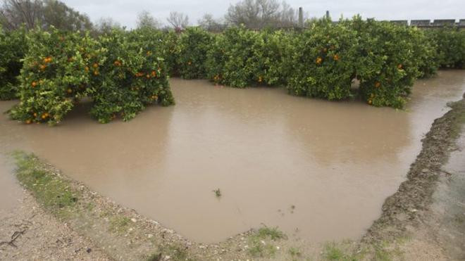 Campo Naranjas inundado (Foto La Unió)