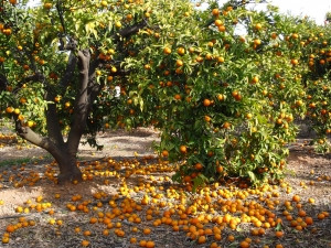 Naranjas suelo (Foto AVA Asaja)
