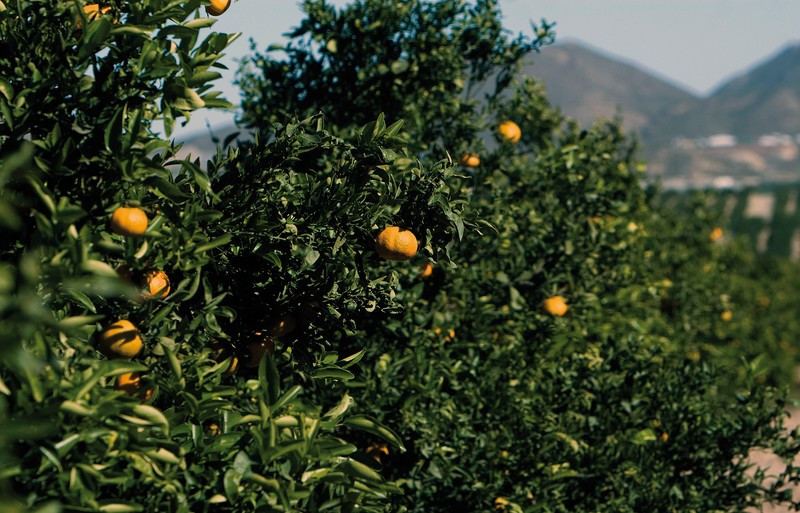 Mandarinos (Foto AVA Asaja)