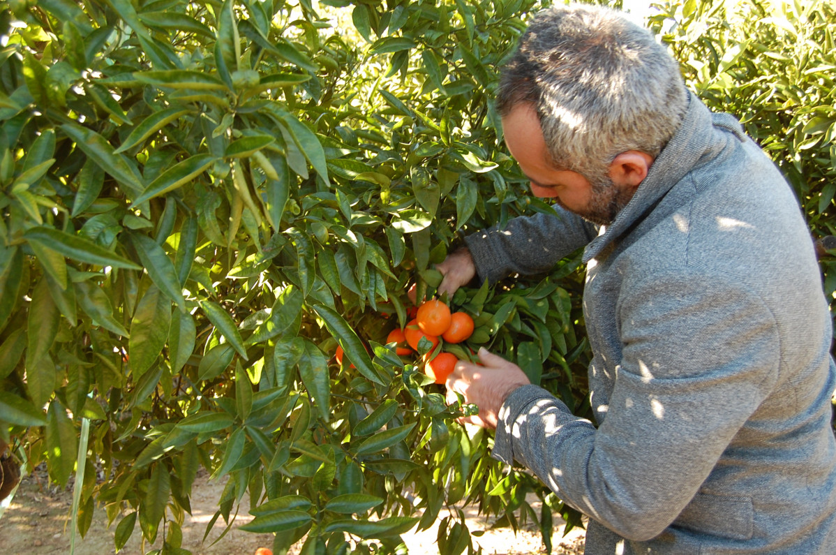 Agricultor mandarina (Foto La Unió)