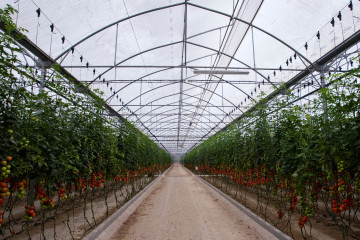 Invernadero tomate (Foto HortiEspaña)