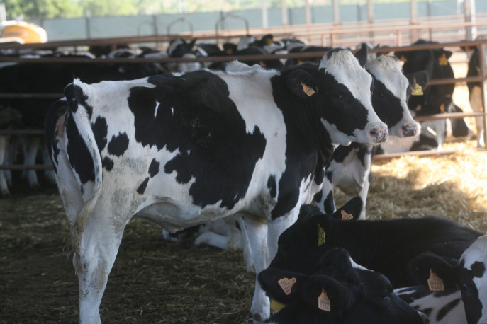 Vacuno Vaca y terneras libres de brucelosis (Foto Generalitat Valenciana)