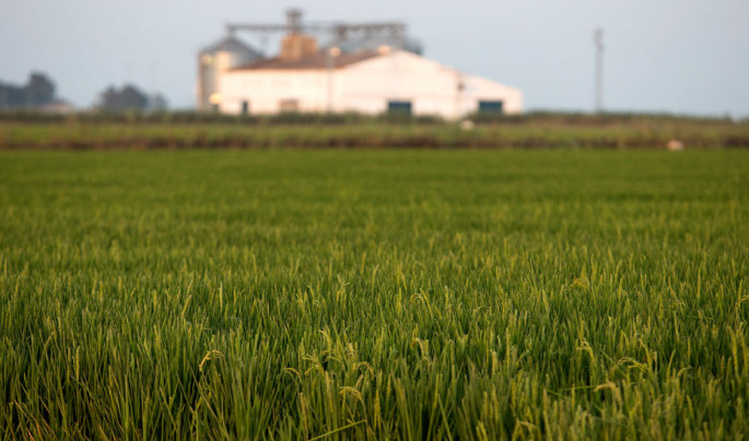 Campo de arroz cultivo seguros (Foto Junta de Andalucía)