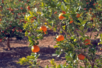 Mandarina (Foto Gemeralitat Valenciana)