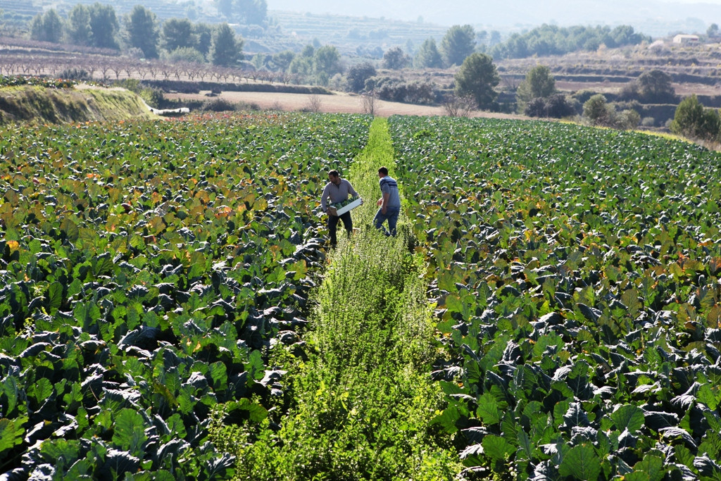 Agricultura ecologica 3Campo coles 2 (Foto G.Valenciana)