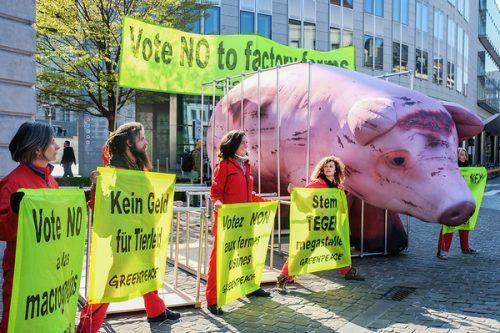 Cerdo Gigante Bruselas (Foto Greenpeace)