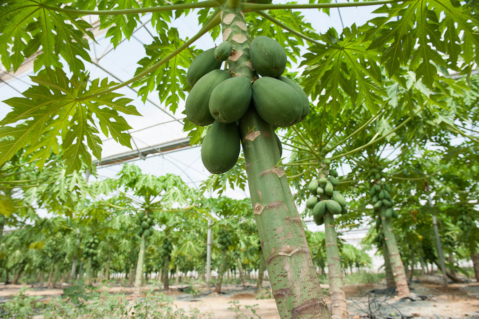 Cultivo de papaya en invernadero (Foto Ayto Mazarru00f3n)