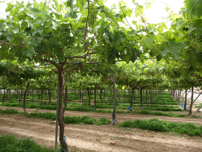 Parrales uva mesa apirena ecológicos (Foto CARM)