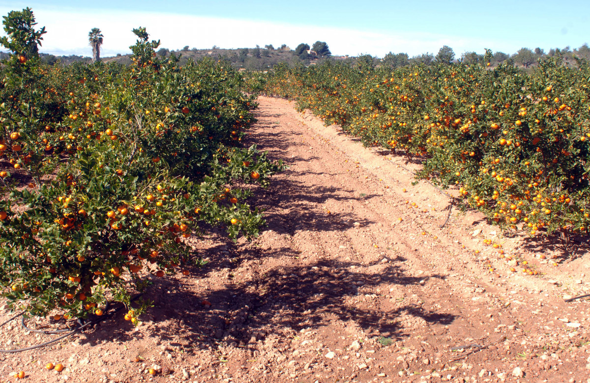 Cultivo mandarina (Foto Generalitat Valenciana)