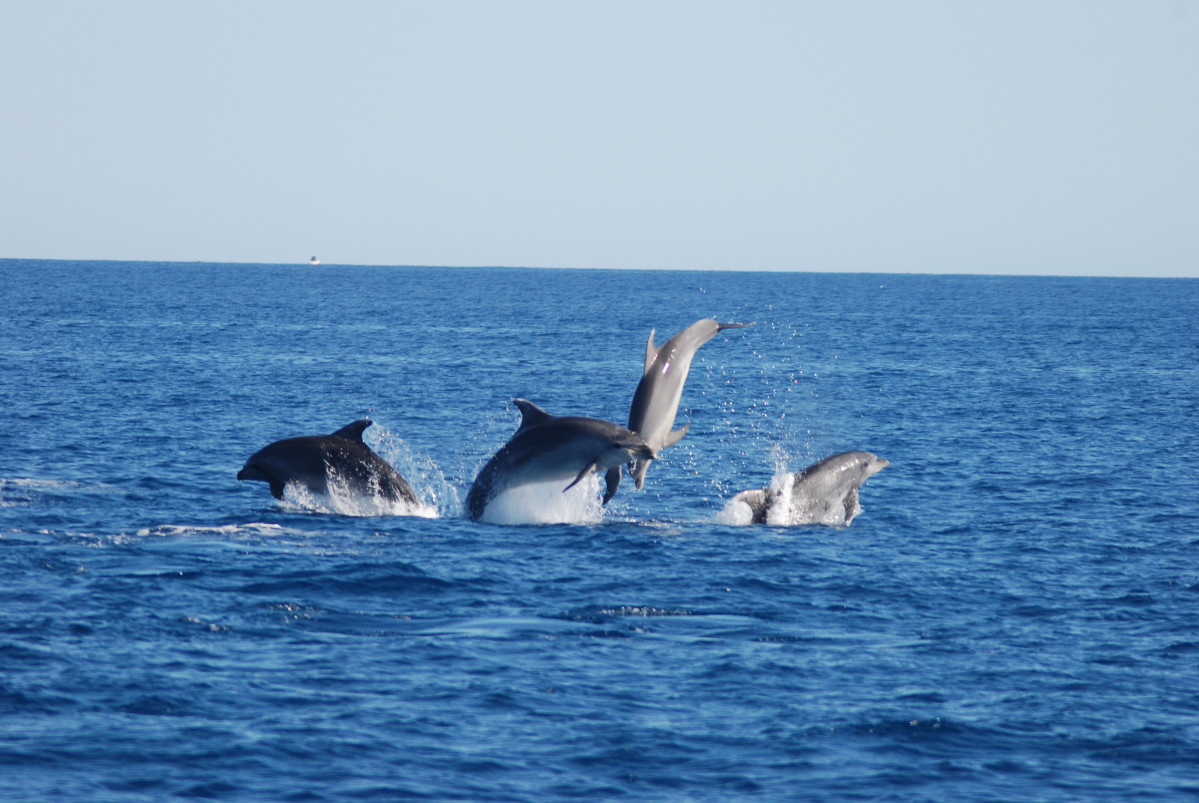 Delfines Mulares saltando (Foto A. Morata-P.García/ANSE)