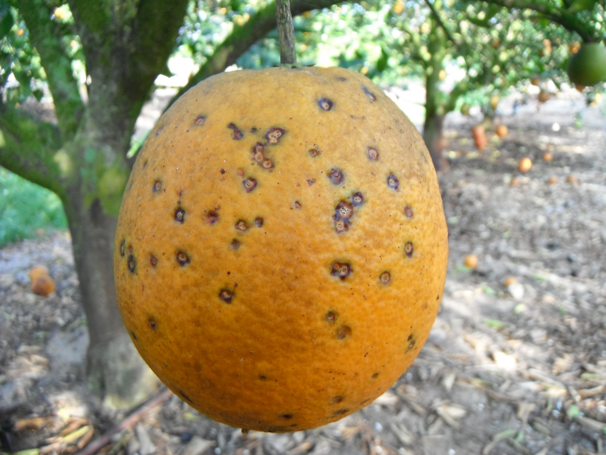 Naranja con Phyllosticta citricarpa (Foto La Unió)